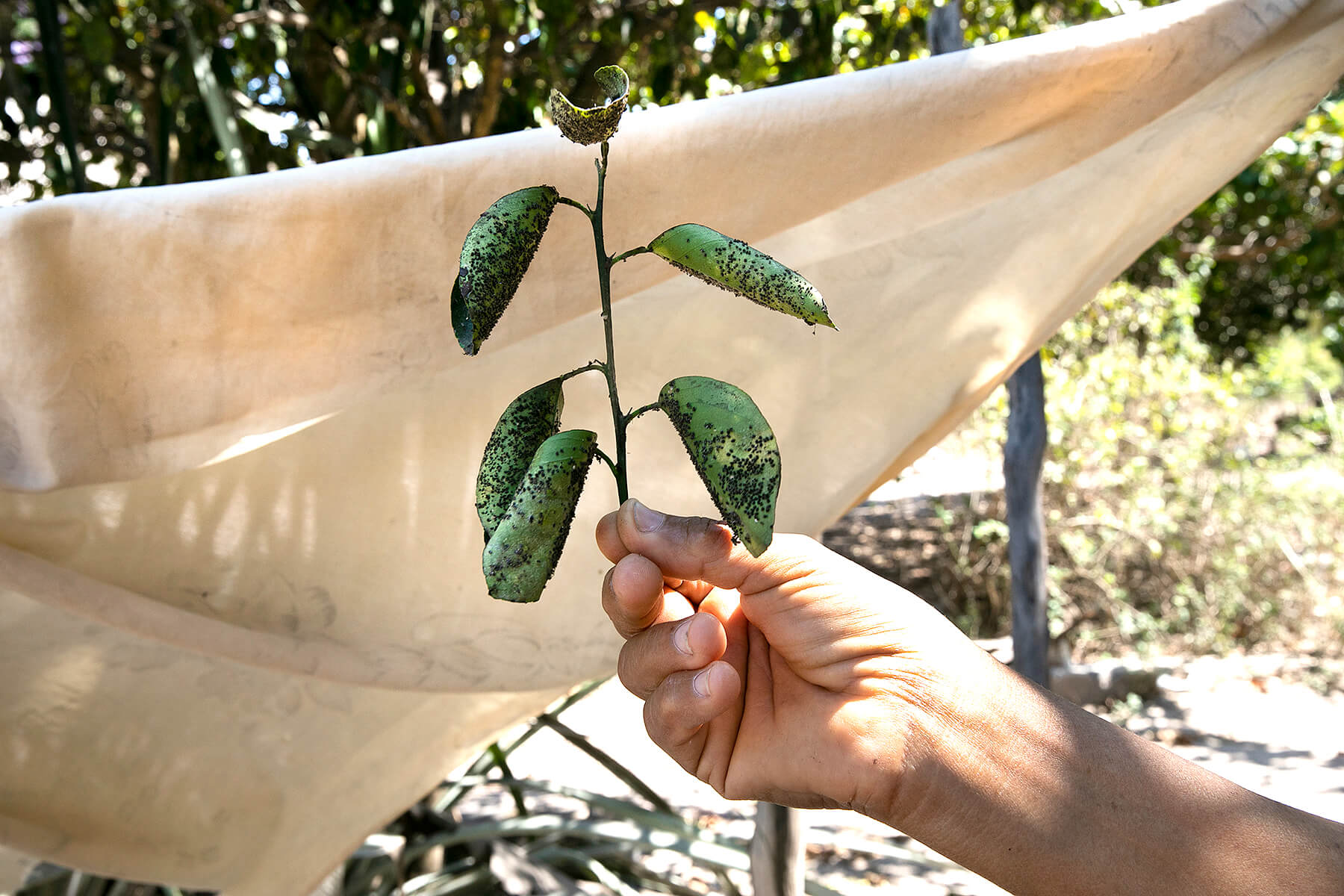 La dona de João Henrique Pereira Mendes Filho ens mostra les fulles d’un arbre malalt, asseguren que a causa dels pesticides de les fazendes que hi ha a prop.